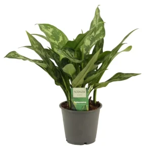 Aglaonema ’Maria’ P12 laikkuvehka