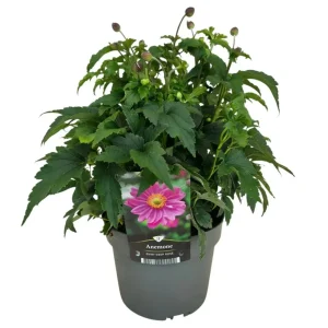 Anemone hup. ’Emmy Deep Rose’ P17 syysvuokko