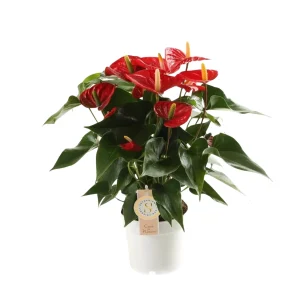 Anthurium and. ’Red Champion’ P14 flamingonkukka
