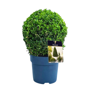 Buxus sempervirens 20 cm puksipuu