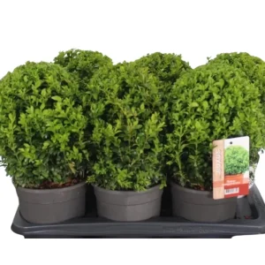 Buxus sempervirens C2 puksipuu