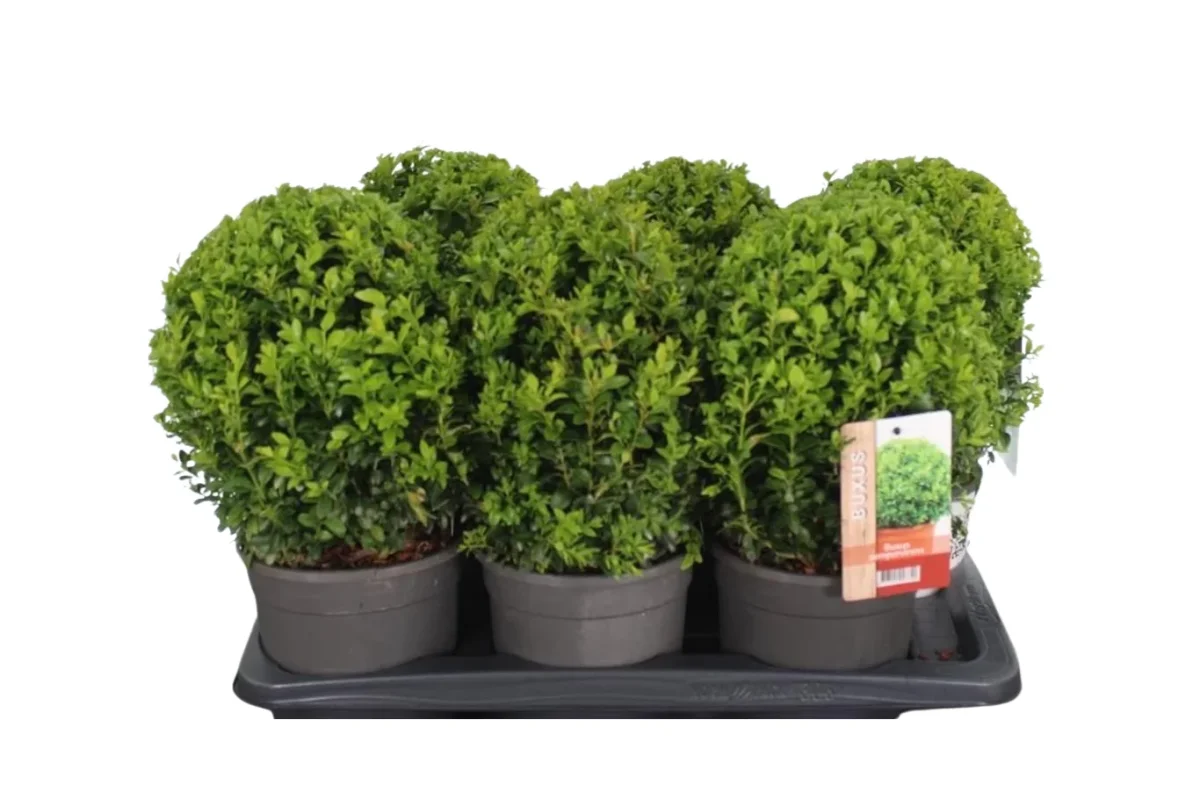 Buxus sempervirens C2 puksipuu