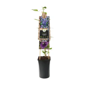 Clematis ’Multi Blue’ S-pot® Loistokärhö