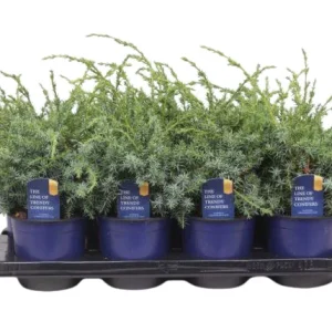 Juniperus chin. ’Blue Alps’ P13 Kiinankataja