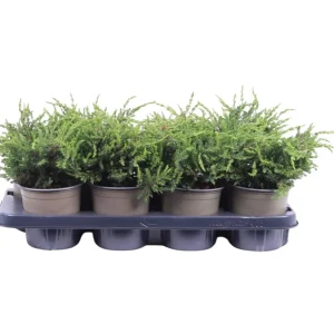 Juniperus communis ’Repanda’ P13 kääpiökataja