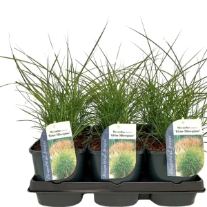 Miscanthus sin. ’Kleine Silberspinne’ C2 Elefanttiheinä