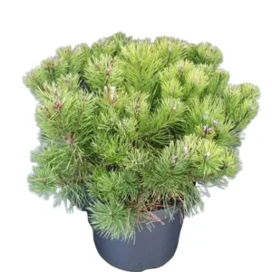 Pinus mugo pumilio C10 Kääpiövuorimänty