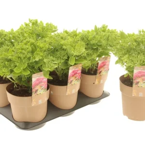 Sedum ’Herbstfreude'(Autumn Joy) C1.5 maksaruoho
