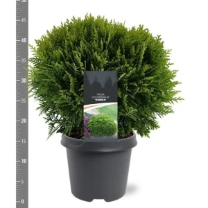 Thuja occ. ’Danica’ 30-40 cm C5 Pallotuija
