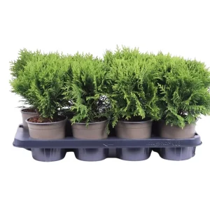 Thuja occ. ’Danica’ P13 Pallotuija
