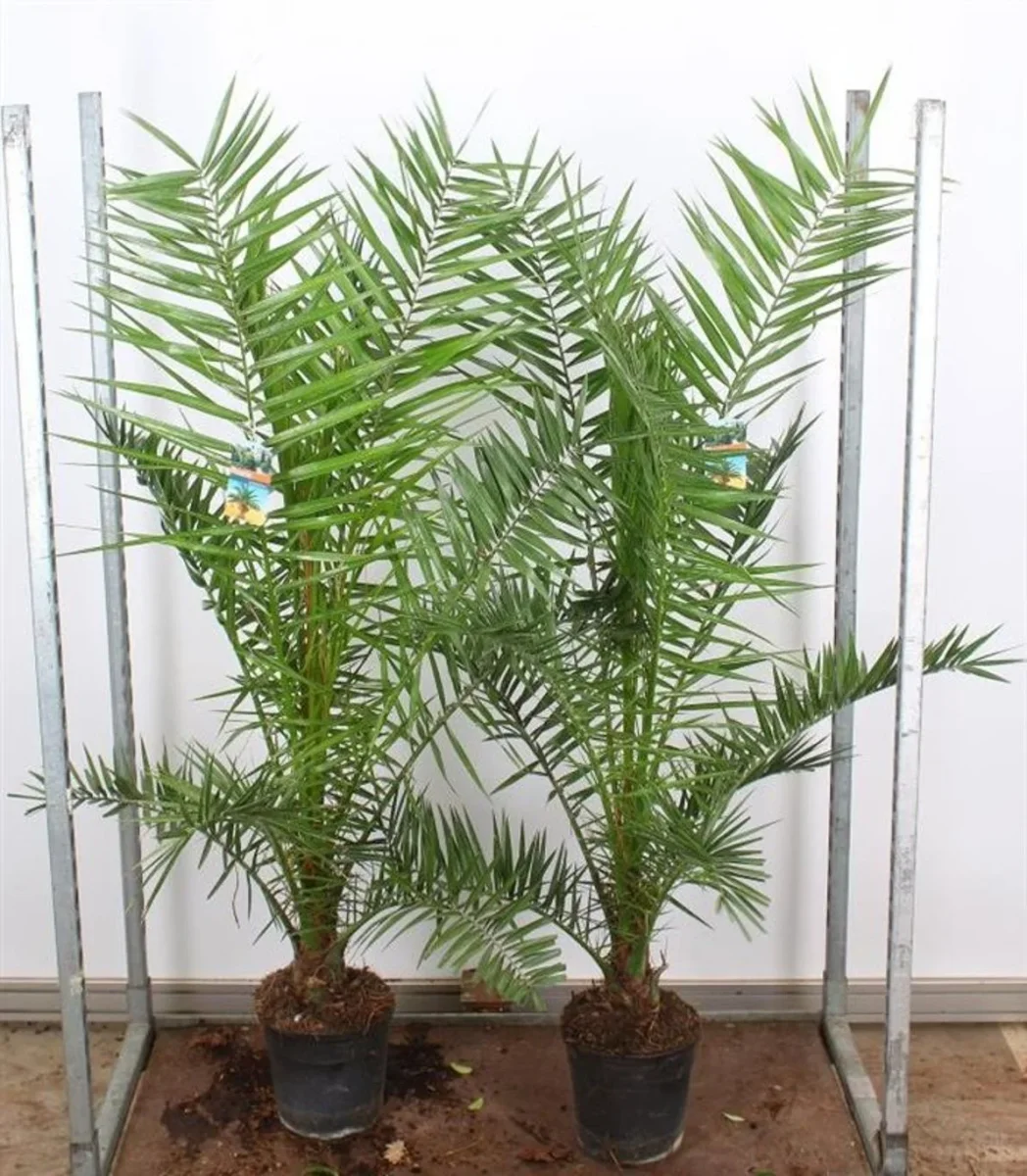 Phoenix canariensis P24 Kanarian taatelipalmu