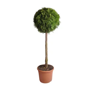 Rungollinen Thuja occ. ’Smaragd’ P26